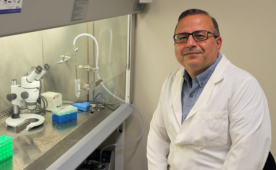 Researcher Dr. Changiz Taghibiglou (PhD) of the College of Medicine in the lab in the Health Sciences Building at USask. (Photo: James Shewaga)