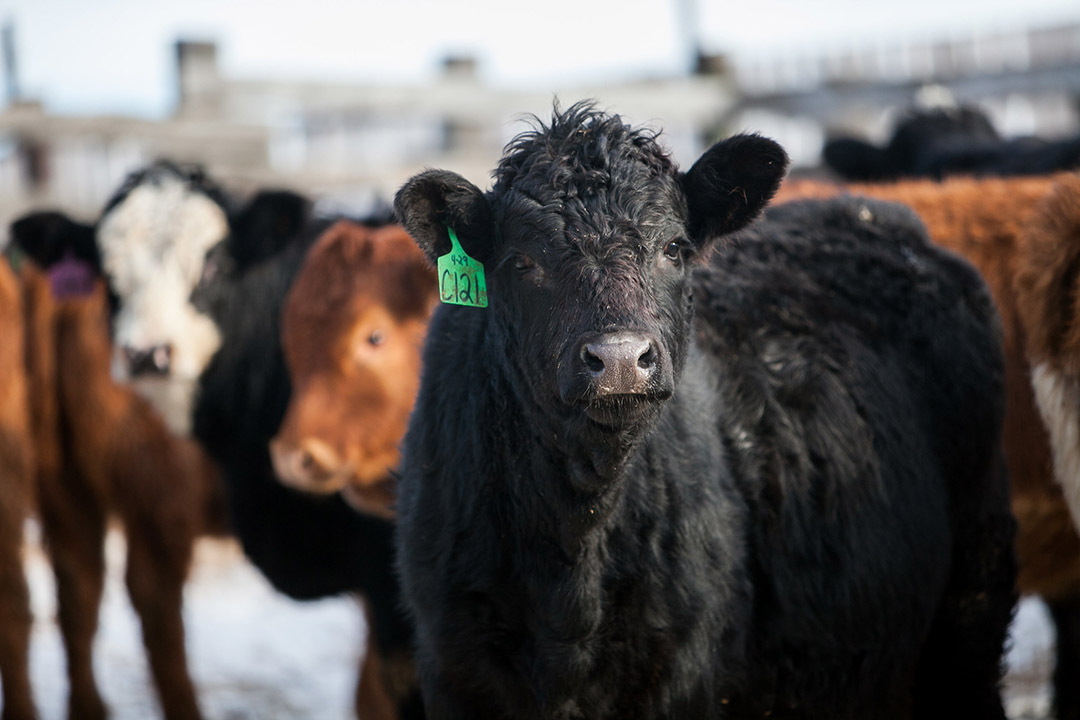 USask researchers have discovered how an antimicrobial gene inactivates antibiotic drugs used to treat bovine respiratory disease and other livestock illnesses. (Photo: Christina Weese)