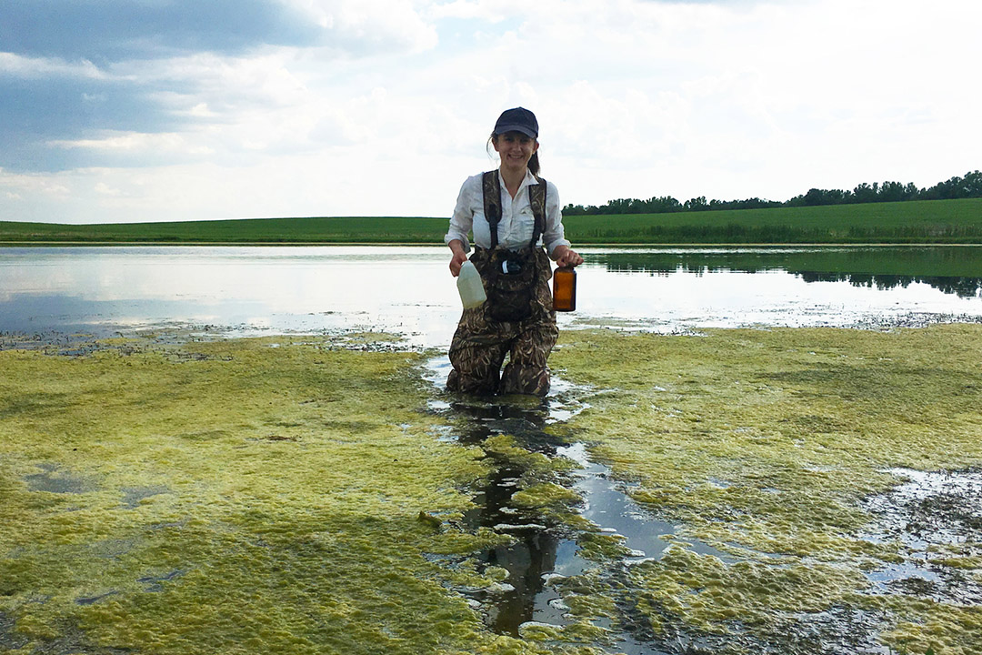 A researcher wades through water: Collecting water samples from a wetland full of algae to be analyzed for pesticides and nutrient content.