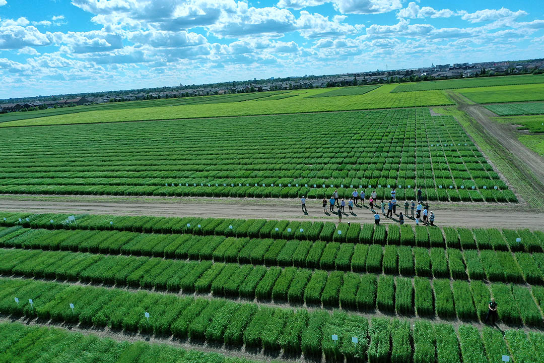 Efforts to improve outcomes for farmers, such as the Kernen Farm, at the University of Saskatchewan’s Crop Development Centre include research on disease pressures on wheat and pea crops and plant breeding.