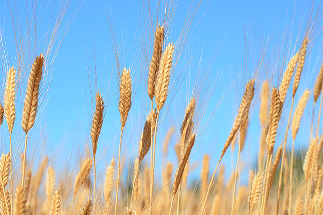 An initiative to sequence and characterize the genomes of wild and domesticated einkorn has found that about one per cent of modern bread wheat originates from the ancient grain.