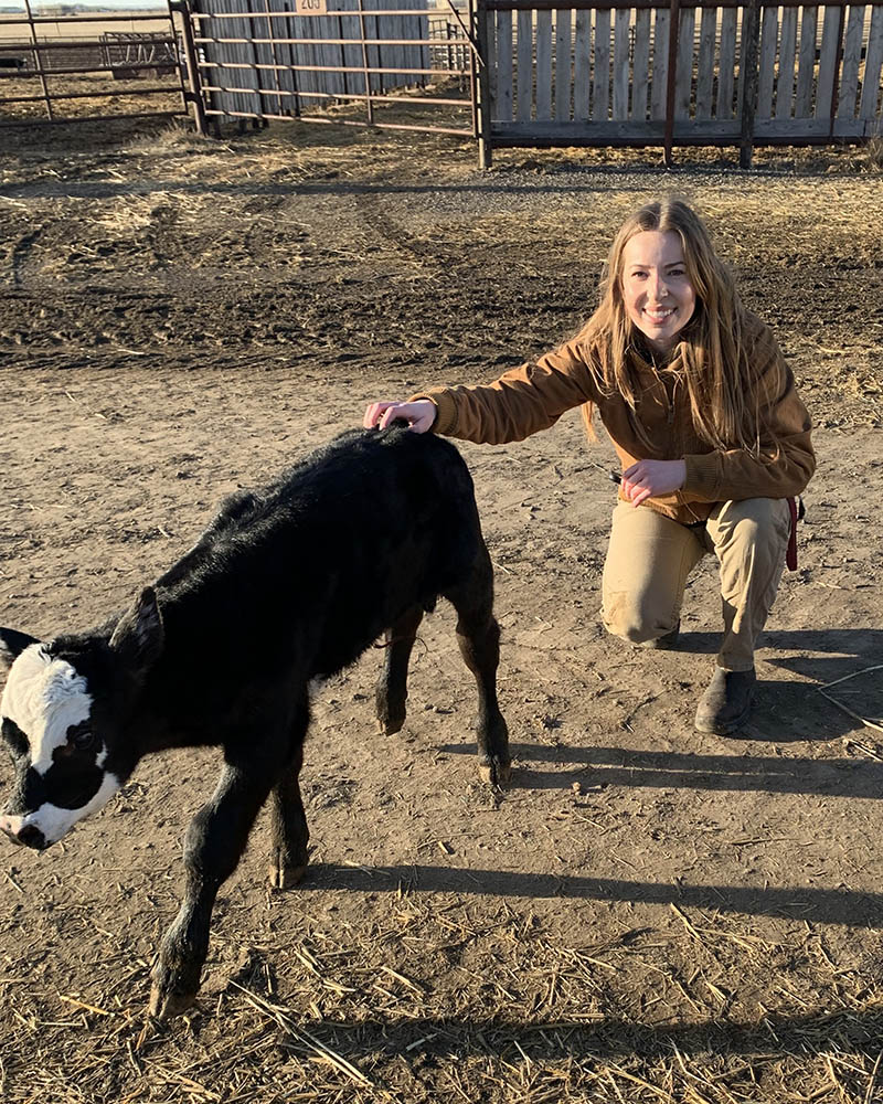 USask graduate student Erika Cornand is helping to develop healthier cattle in Saskatchewan by studying the effects of a canola-based supplement on the health of cows and their calves. (Photo: Submitted)
