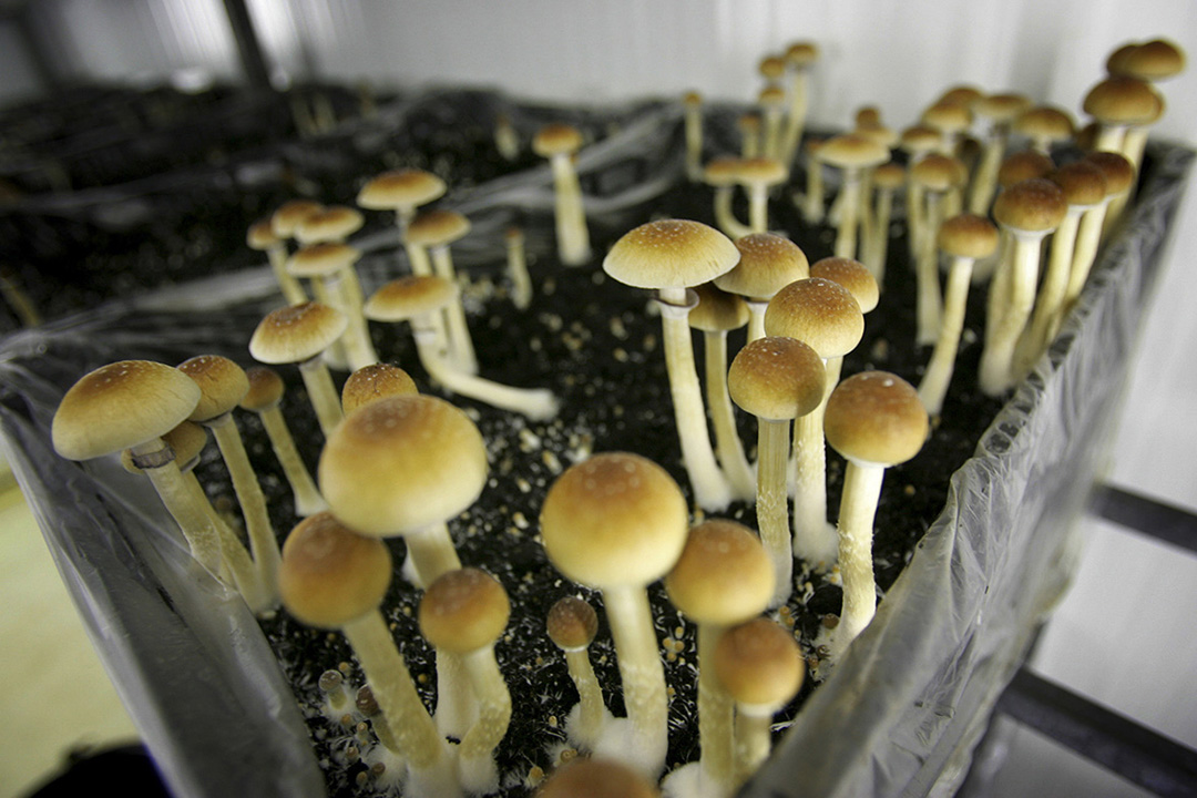 Mushrooms grown in a lab