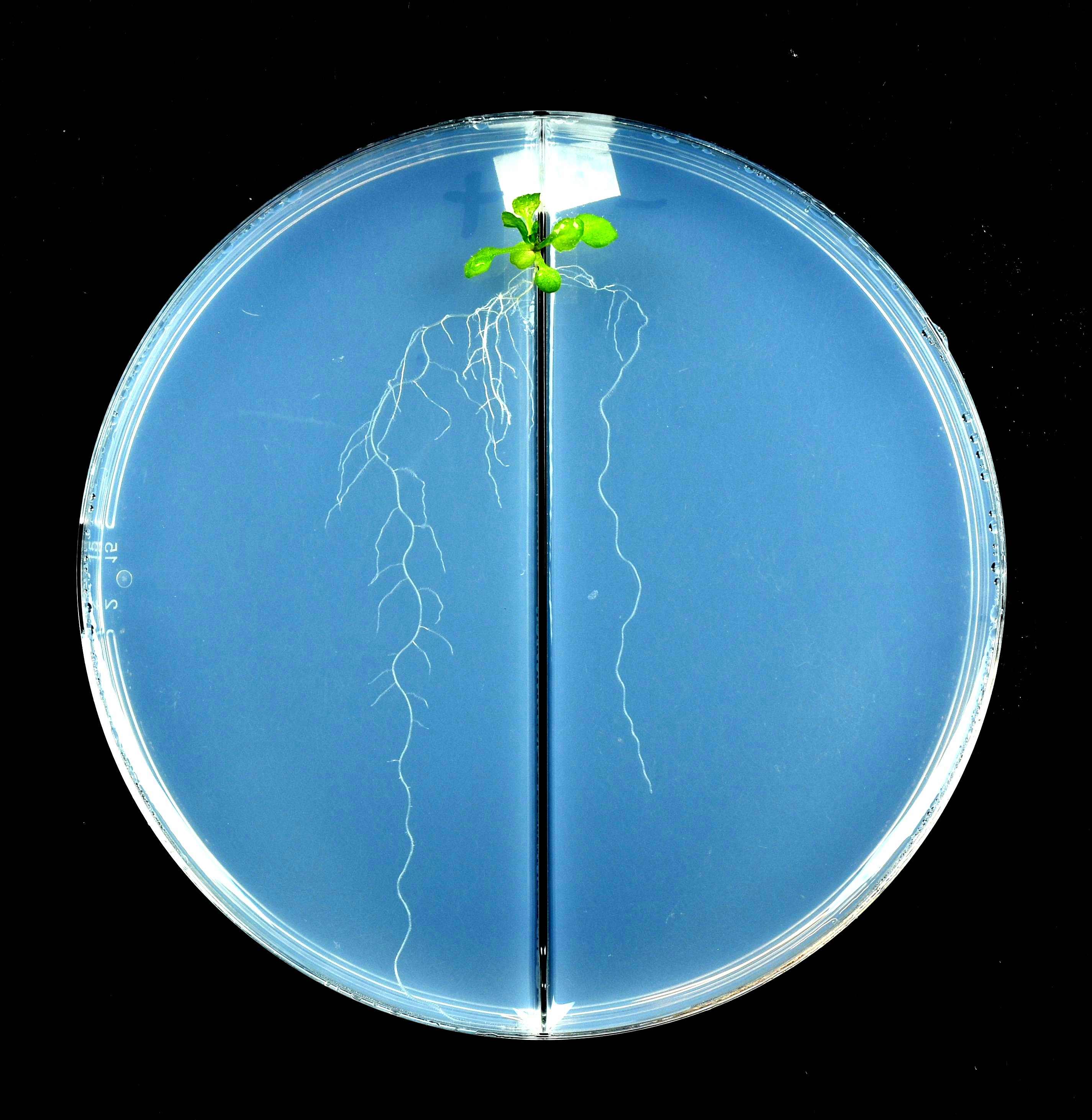 Tokizawa’s study shows an Arabidopsis plant root growing in nitrate-sufficient (left) and nitrate-deficient (right) media, with the latter having fewer lateral roots which are critical to help the plant acquire more nitrate in nitrate-rich growth media.