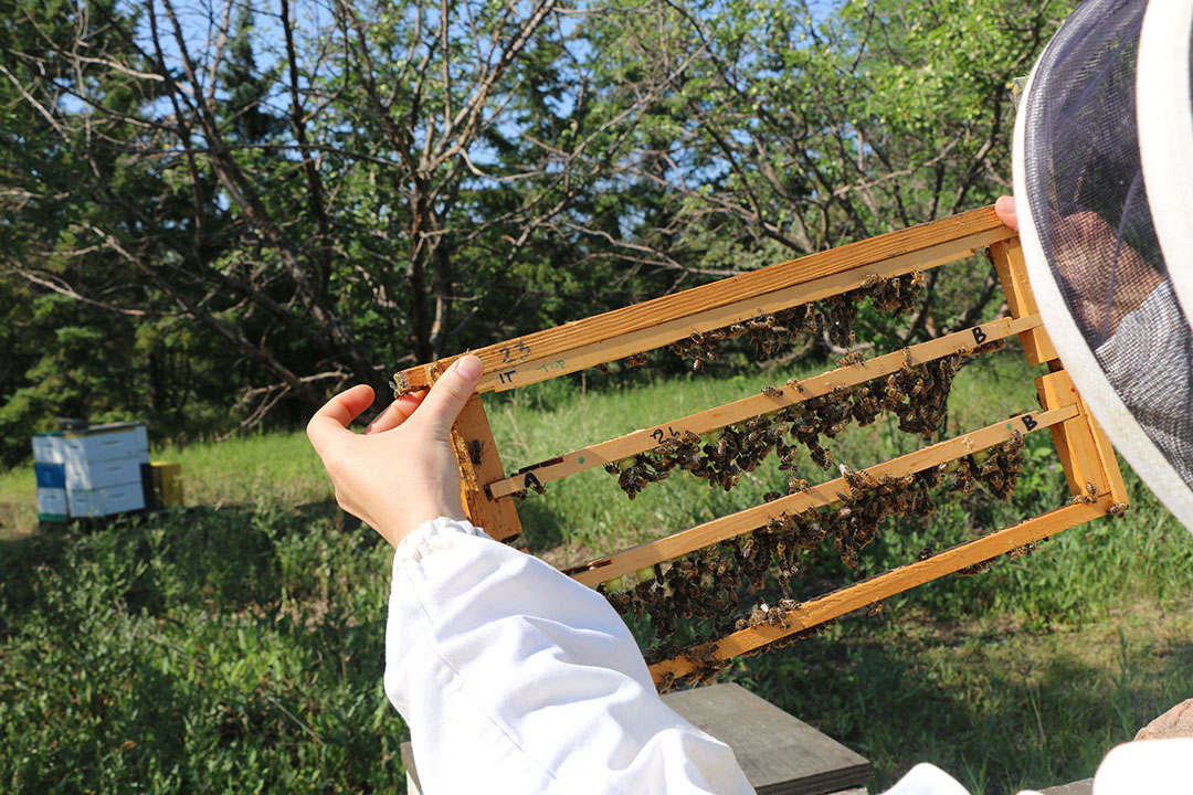A beekeeper takes care of a colony.