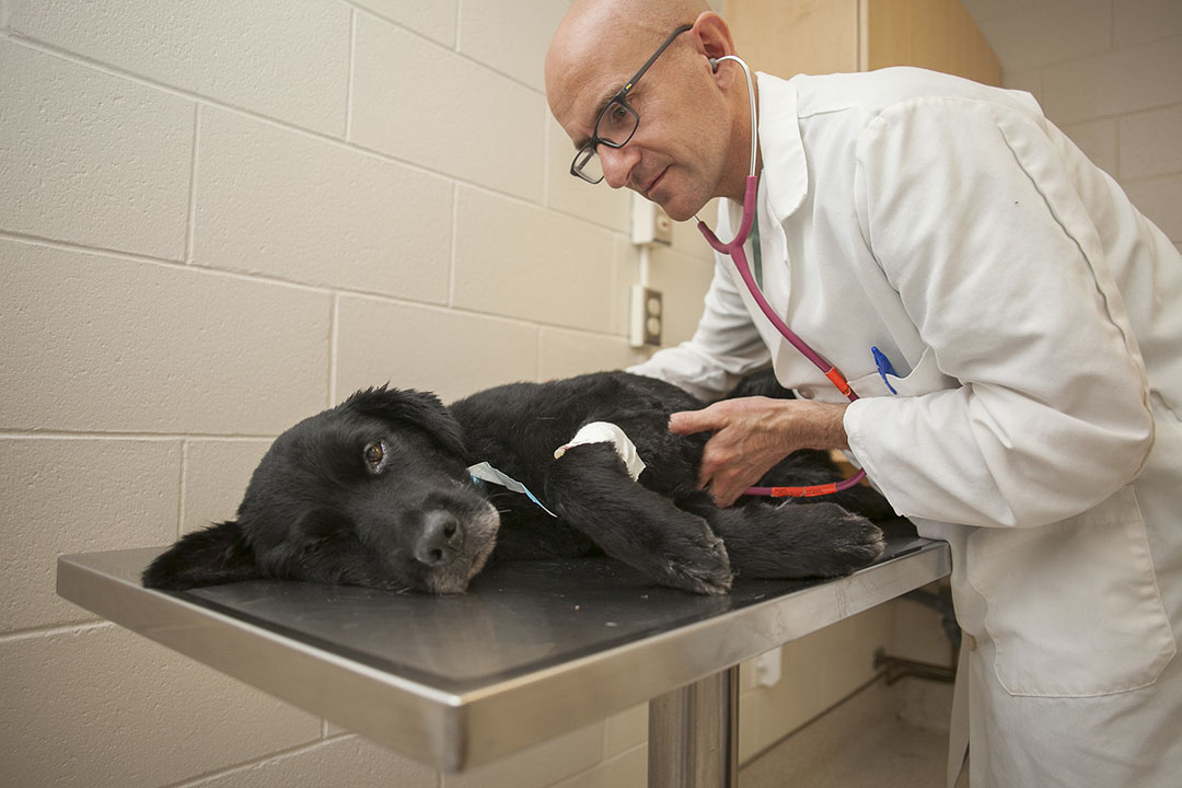 A veterinarian checks up on a dog in vet med clinic. 