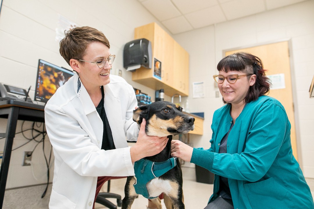 Two veterinary researchers in lab coats hold a dog in a clinical setting.