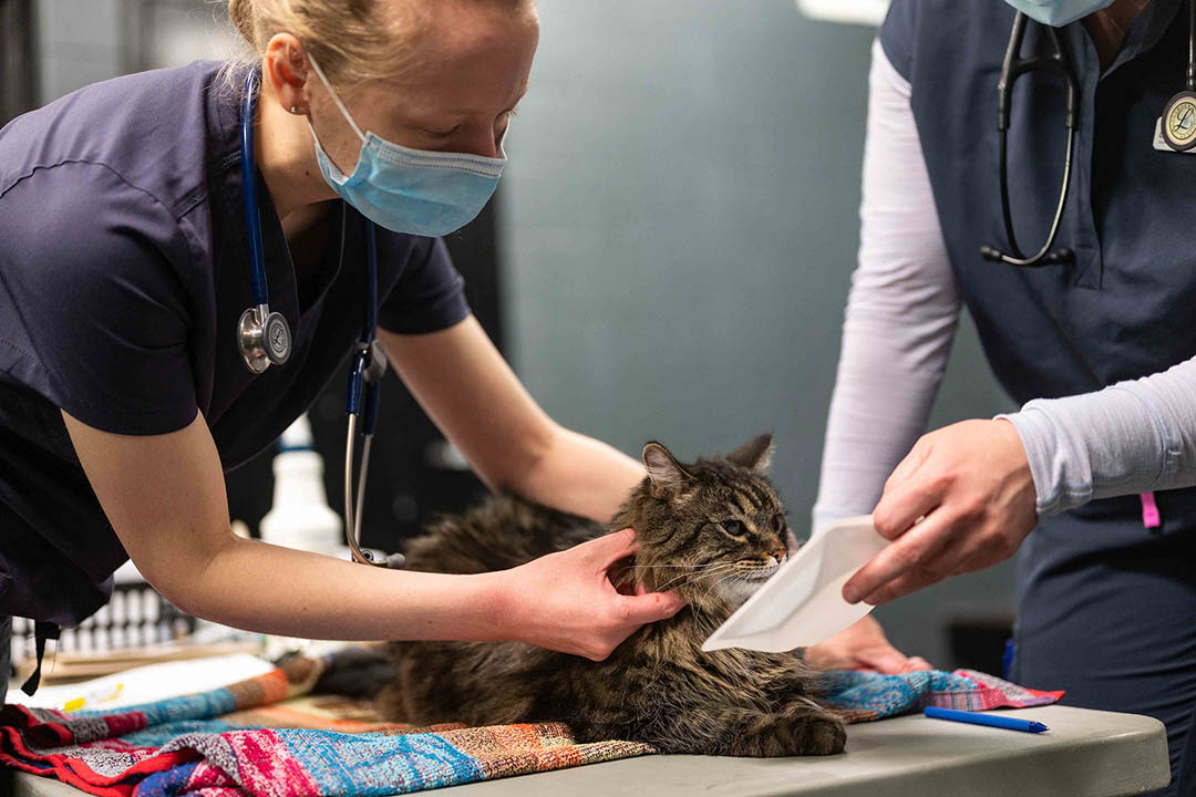 A veterinary student tends to a fluffy cat in an examination room.