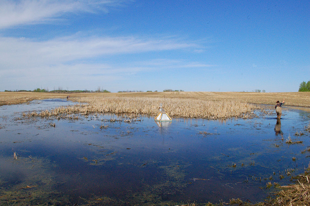 An interdisciplinary USask research team aims to demonstrate how wetlands contribute to the overall ecosystem and how those contributions translate to the benefit of wildlife and humans. (Photo: Submitted)