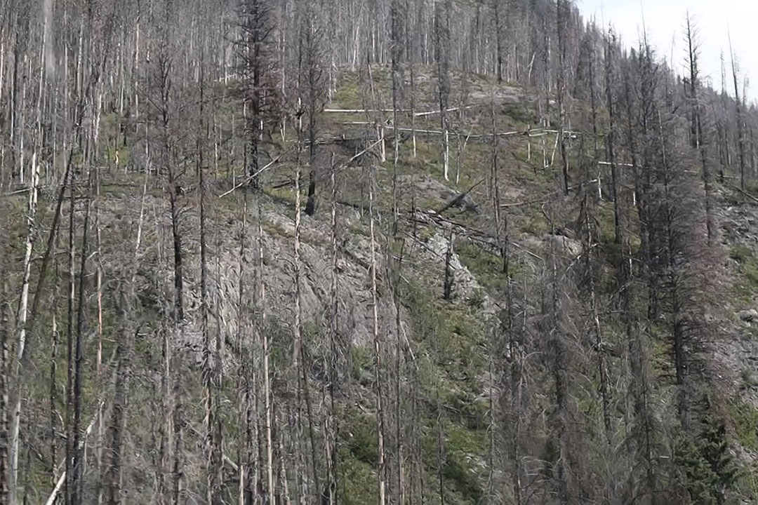 The devasting effects of recent wildfires on forested areas in Alberta and B.C. are visible from highways throughout the Rocky Mountains. (Photo: Megan Trinidad)