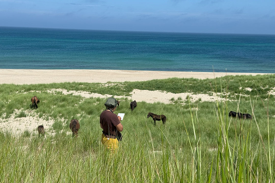 Indigenous USask student Olivia Andres, centre, writes down data about wild horses on Sable Island during her summer research experience. (Photo by PhD student Justine Ammendolia, Dalhousie University)