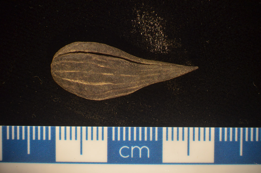 A fossil walnut -- a sample from one of three new, but long-extinct, walnut species found on Axel Heiberg Island, above the Arctic Circle (credit: supplied)