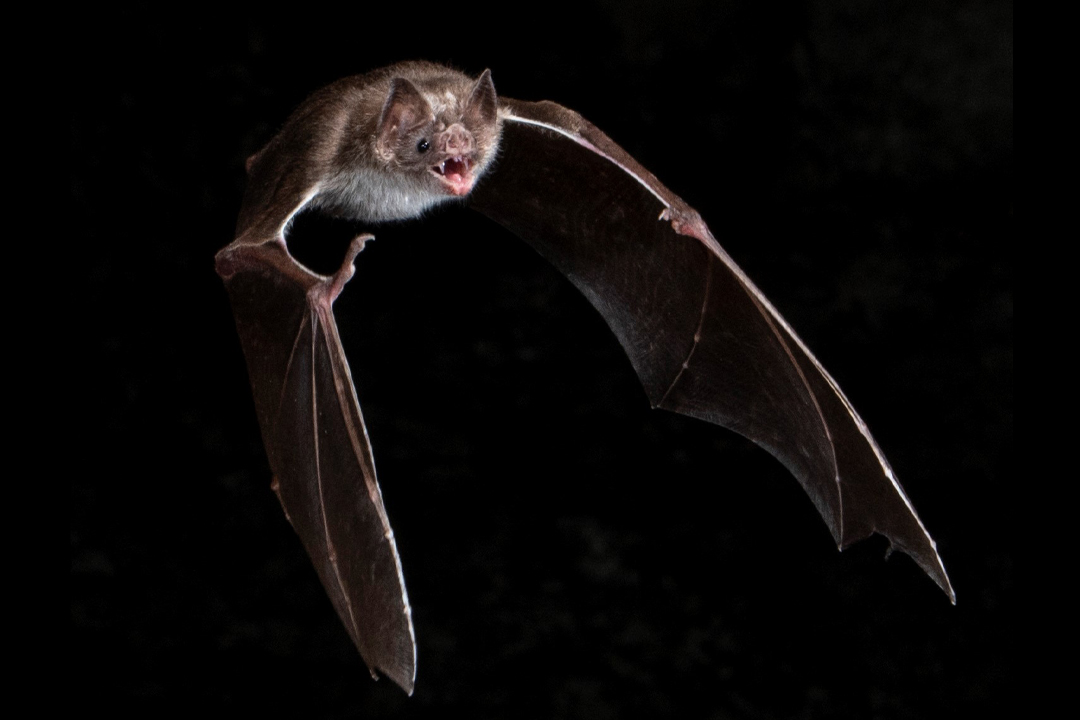 Bat flying on a black background.