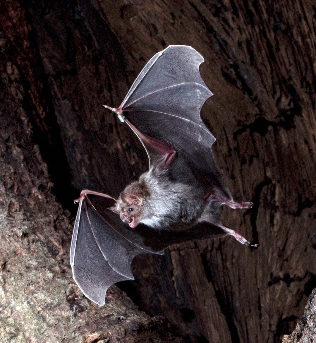 Bat flying on a black background.