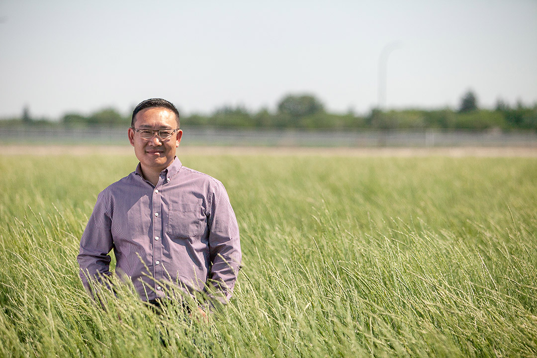 Dr. Bill Biligetu (PhD) is the Ministry of Agriculture Strategic Research Program (SRP) Chair in Forage Crop Breeding USask. (Photo: Christina Weese)