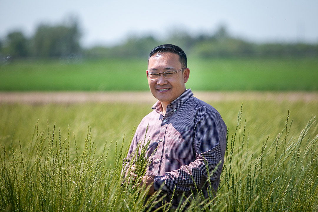 Dr. Bill Biligetu (PhD) is the Ministry of Agriculture Strategic Research Program (SRP) Chair in Forage Crop Breeding at USask. (Photo: Christina Weese) 
