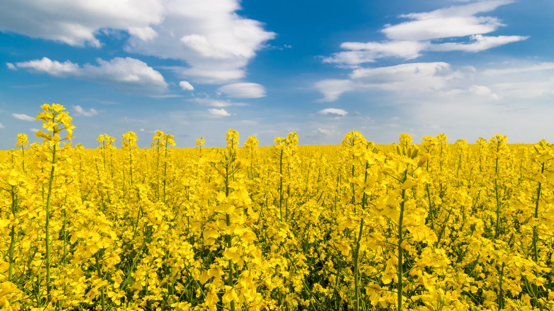 A yellow canola field stretches out under a crisp blue sky, dotted with fluffy, white clouds.