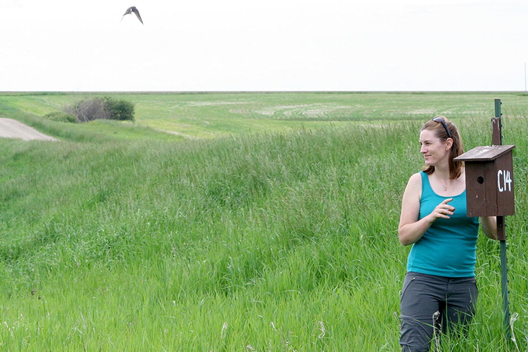 Dr. Christy Morrissey (PhD), professor in the Department of Biology in the College of Arts and Science at USask seeks to advance our understanding of the value of ecosystem services while providing farmers with guidance and tools for making land-use decisions. (Photo: Submitted)