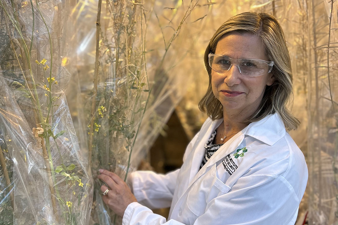 GIFS Chief Scientific Officer Nancy Tout (PhD) in the GIFS greenhouse. 