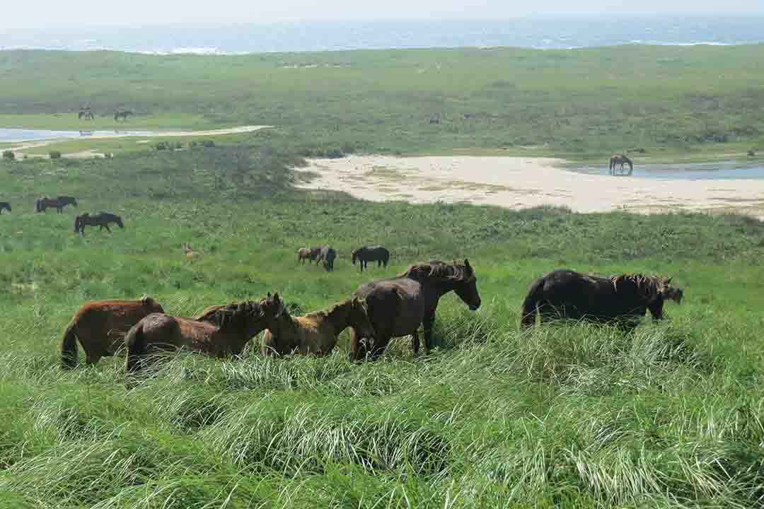 Indigenous USask student Olivia Andres, centre, writes down data about wild horses on Sable Island during her summer research experience. (Photo by PhD student Justine Ammendolia, Dalhousie University)