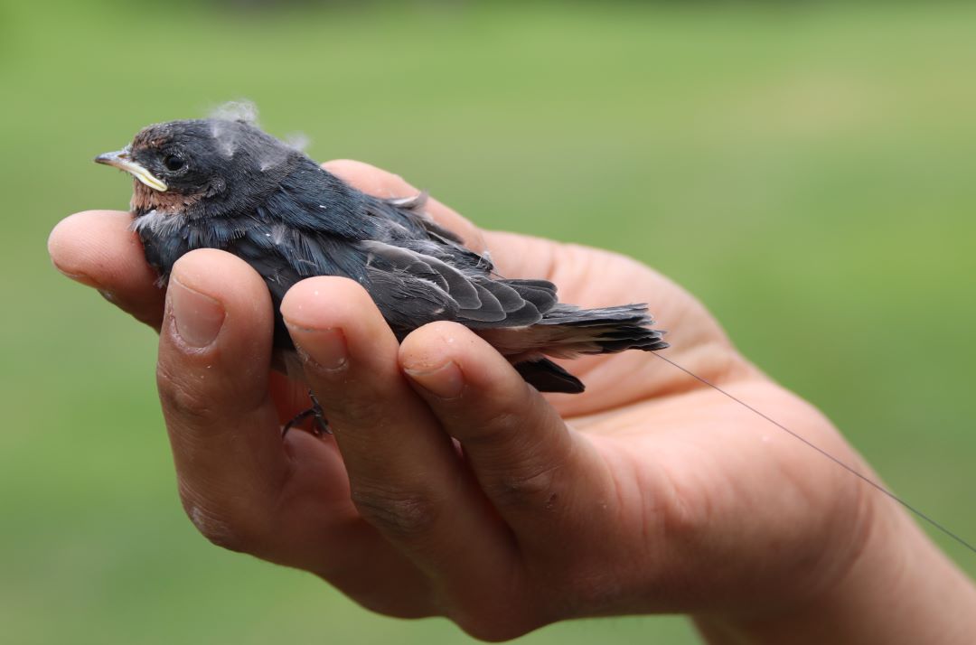 A small grey, black, and blue bird being held in the palm of a hand. A thin, black thread extends from its tail feathers.
