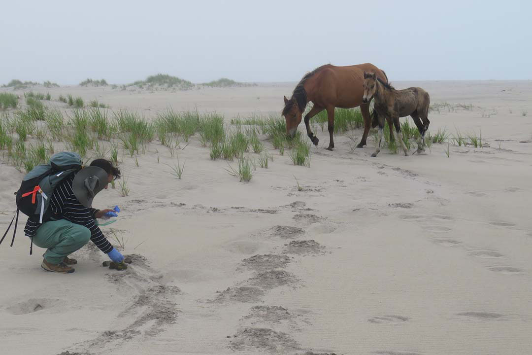 Indigenous USask student Olivia Andres, centre, writes down data about wild horses on Sable Island during her summer research experience. (Photo by PhD student Justine Ammendolia, Dalhousie University)