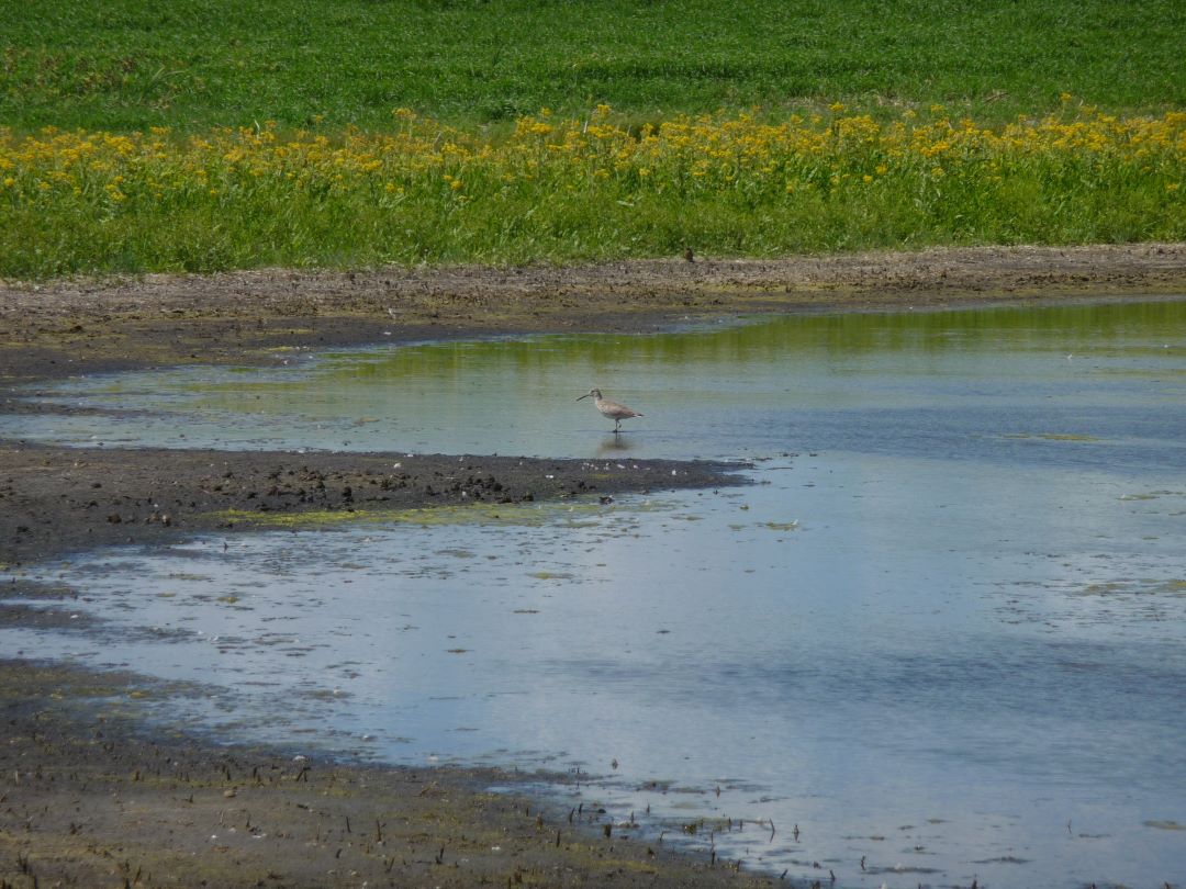 Dr. Christy Morrissey (PhD) is working with producers on sustainable solutions that will benefit bird biodiversity (credit: submitted)