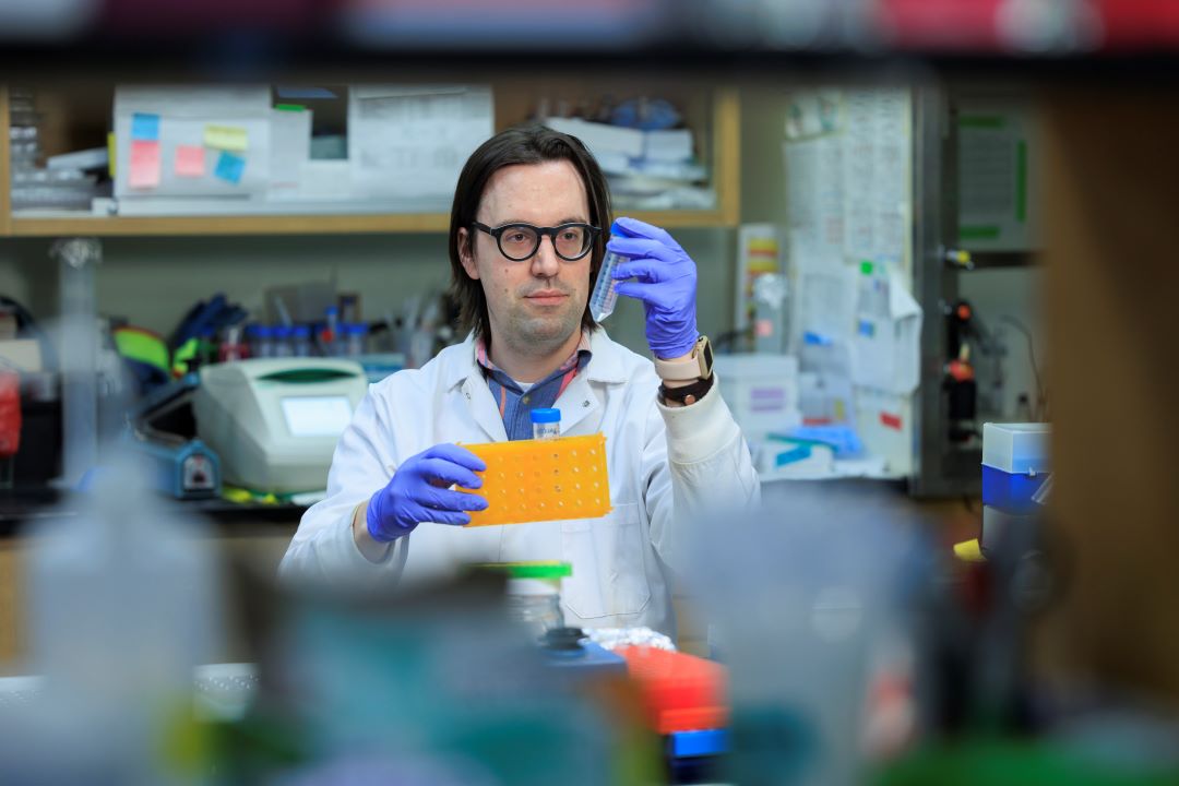 While a USask-designed mini-brain synthetic organoid might look like a tiny wad of chewing gum, it could be a gamechanger for Alzheimer's research (credit: USask/David Stobbe)