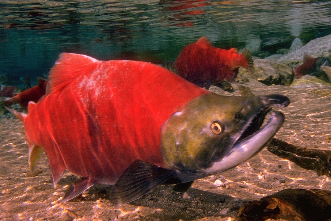 Migratory species like salmon support healthy ecosystems by delivering nutrients to freshwater rivers (Photo: Greg Ruggerone. Submitted by Tim Jardine.)