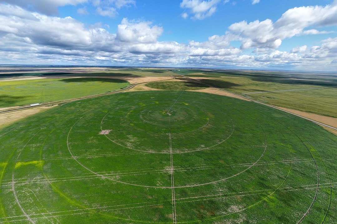 Irrigated fields located near Outlook, Sask., provide positive agricultural returns even during drought conditions. (Photo: Phillip Harder) 