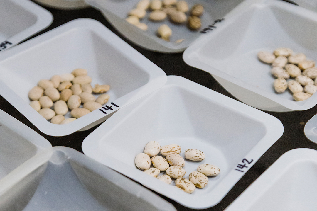 Pulses being studied at the University of Saskatchewan College of Agriculture and Bioresources in Oct. 2021. 