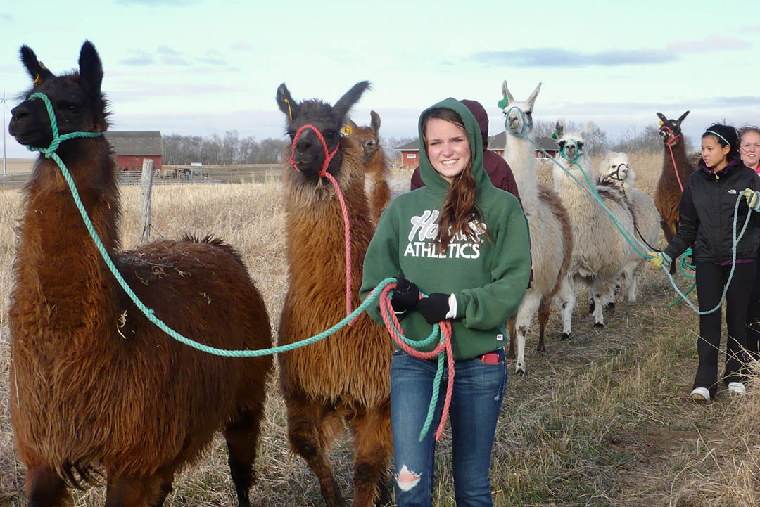 Student volunteer Reanne Dziendzielowski helps in the annual trek to move the University of Saskatchewan’s llama research herd to summer pasture. (Photo: Dr. Gregg Adams)