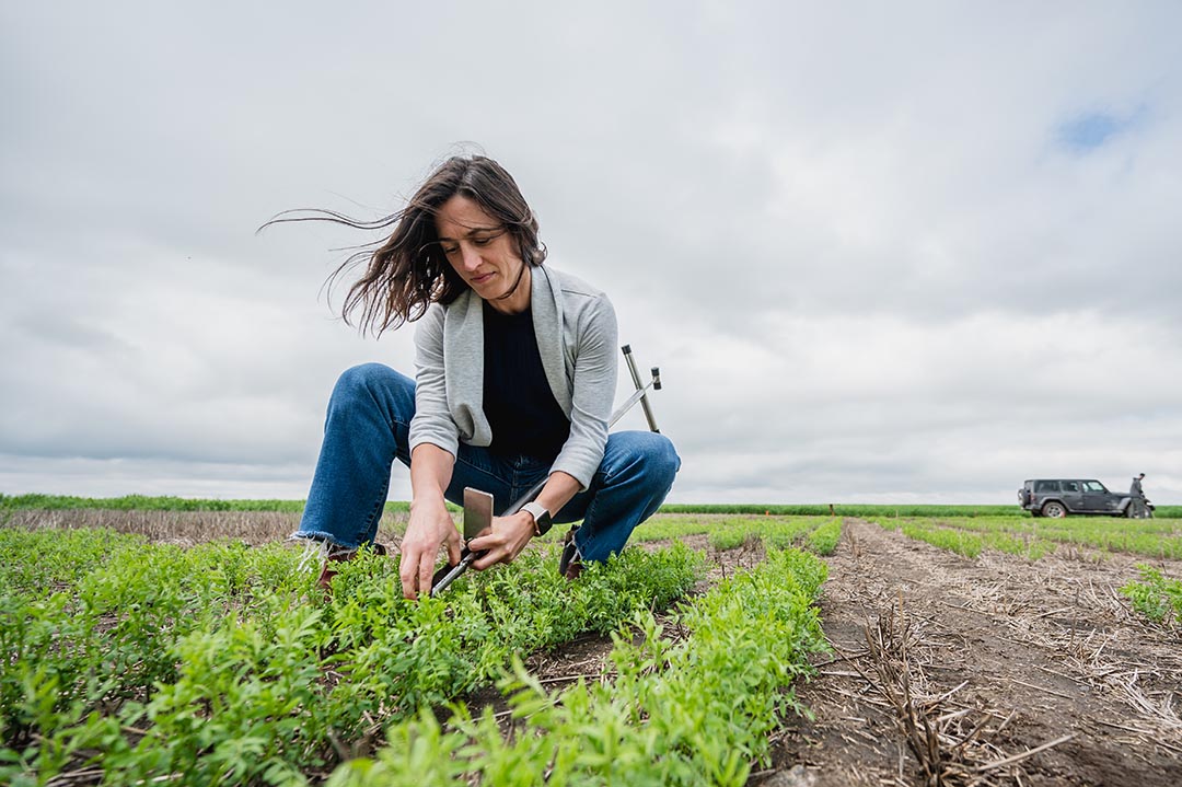 Field measurements are part of the research efforts of Kate Congreves, an associate professor in the Department of Plant Sciences at the University of Saskatchewan, who aims to enhance outcomes for farmers and mitigate fertilizer-related greenhouse gas emissions.