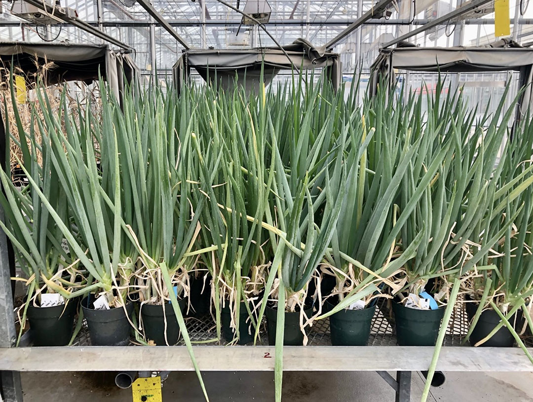 Dr. Karen Tanino (PhD), a professor in the College of Agriculture and Bioresources, received the J.W. George Ivany Internationalization Award for Faculty. (Photo: Submitted) 