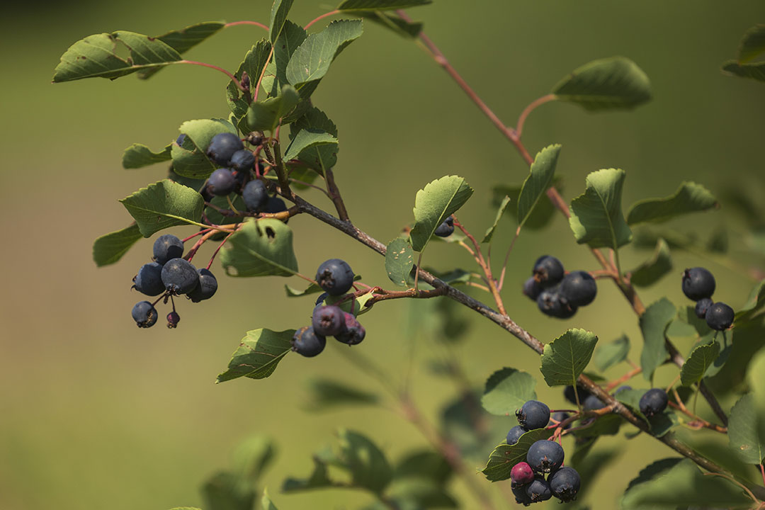 Dr. Anže Švara (PhD) among some cherries. (Photo: Dave Stobbe)