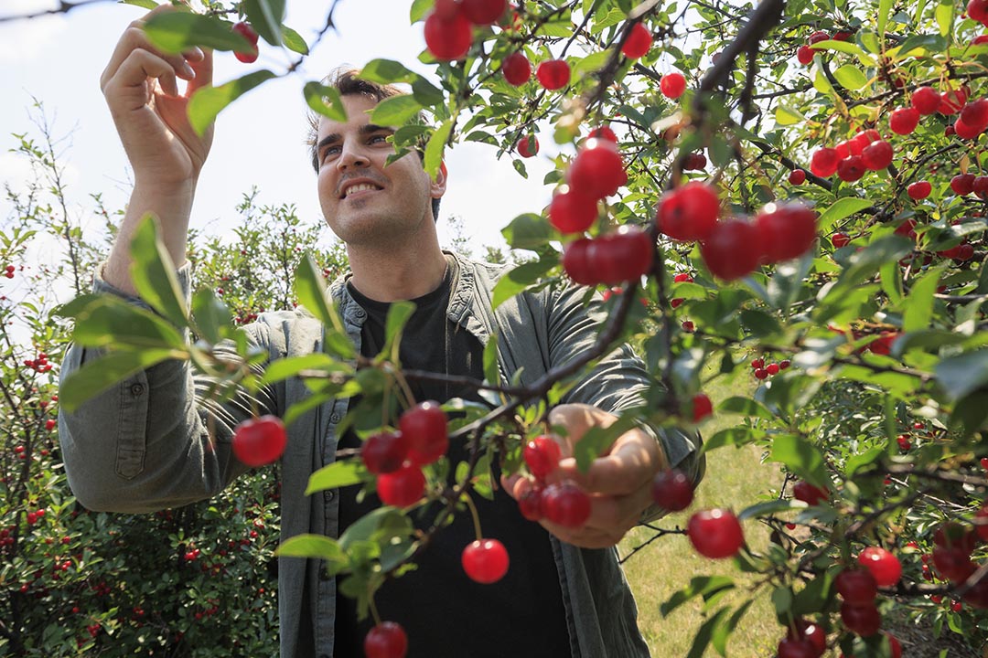 Dr. Anže Švara (PhD) among some cherries. (Photo: Dave Stobbe)