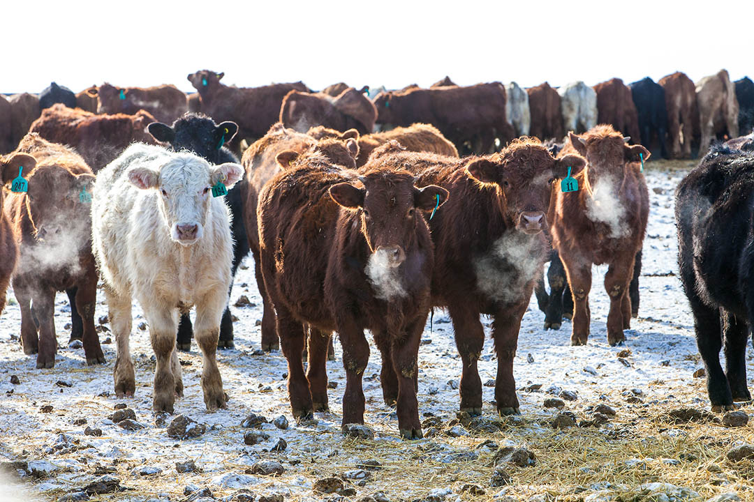 Western College of Veterinary Medicine (WCVM) cows in a snowy field. (Photo: Christina Weese)