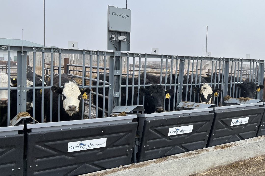 GrowSafe feed bunks are used to continuously monitor individual feed intake of study heifers at the USask Livestock and Forage Centre of Excellence. (Photo: Submitted)