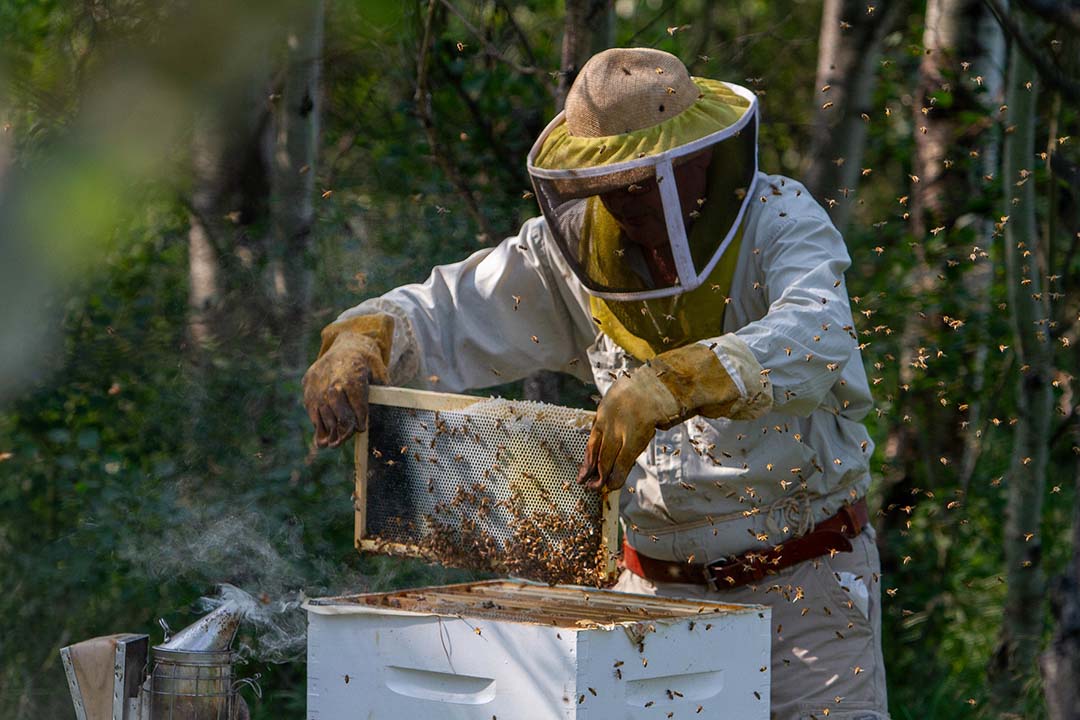 USask researcher uses honey bees to study fetal alcohol spectrum disorder