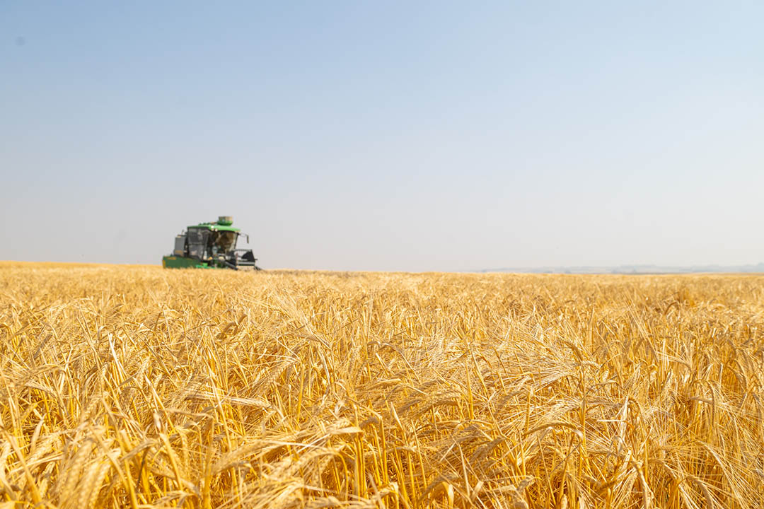 A John Deere combine harvester working in a golden wheat field under a clear sky.
