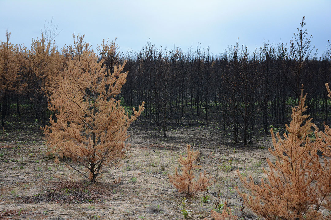 View of the aftermath of a wildfire. (Photo: Colin Laroque)