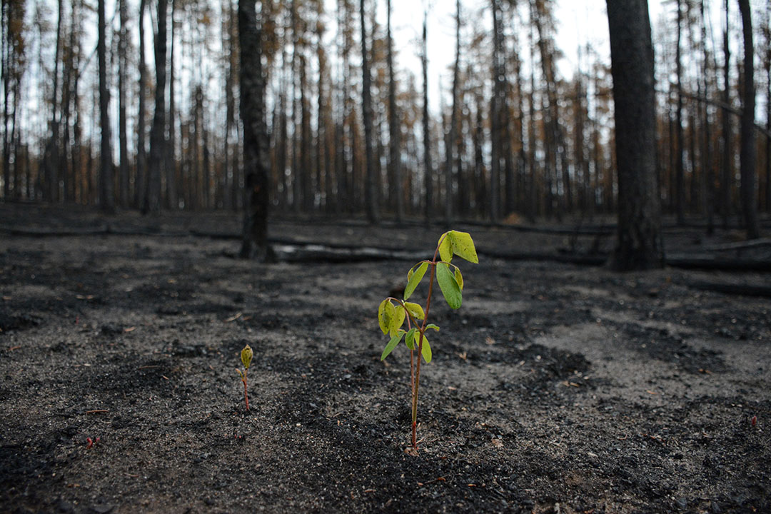 View of the aftermath of a wildfire. (Photo: Colin Laroque)