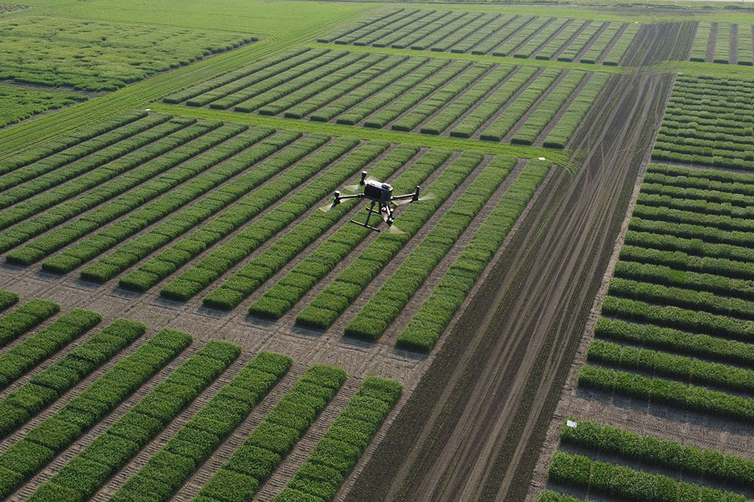 A drone flying over crop fields. (Photo: Connor Burbridge/Images of Research)