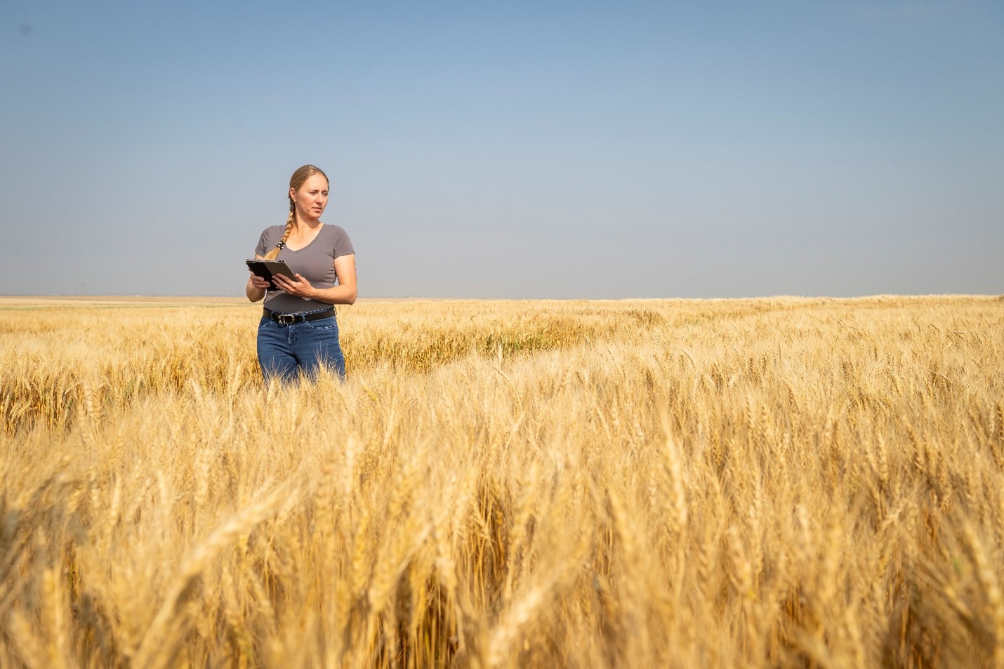 Dr. Valentyna Klymiuk (PhD), a research officer at USask’s Crop Development Centre (CDC), is studying wild wheat varieties that carry resistance to these harmful pathogens. (Photo: Chris Hendrickson)