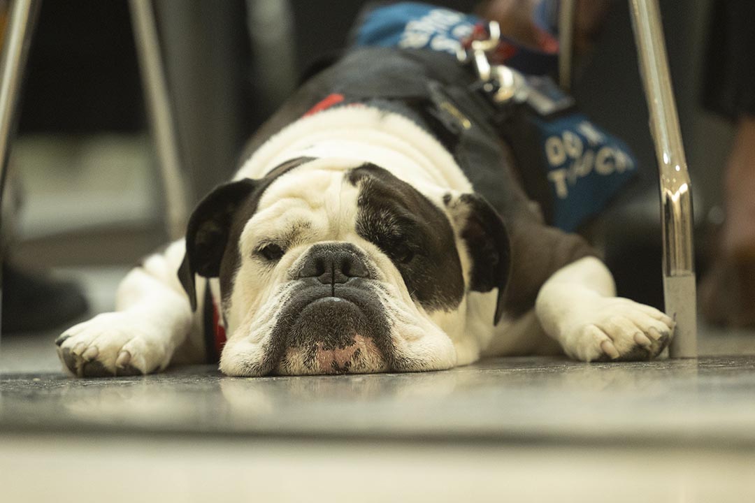 The conference is hosted by USask’s PAWSitive Connections Lab. (Photo: David Stobbe)