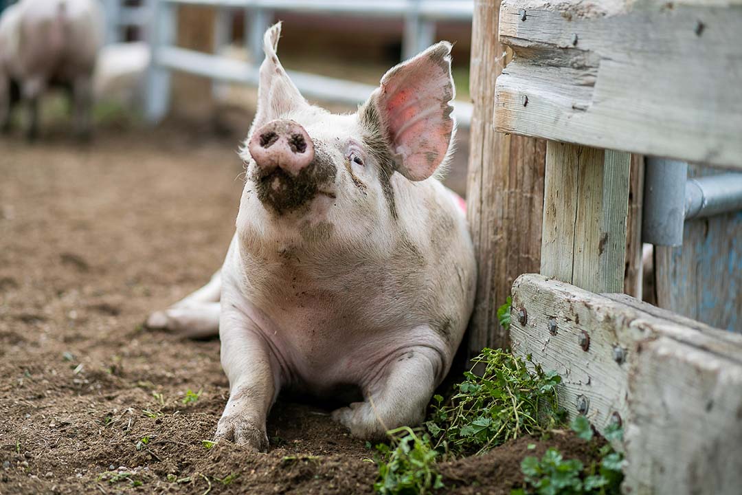 A pig enjoys frolicking in the mud at the University of Saskatchewan. (Photo: Christina Weese)