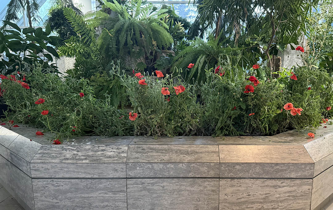Dr. Angela Bedard-Haughn (PhD), dean of the College of Agriculture and Bioresources (front), Corporal Fikret Ükis (centre) and Major Shelly Bellisle (back) lay a wreath and potted poppies in the Agriculture Building on Tuesday. (Photo: Kira Glasscock)
