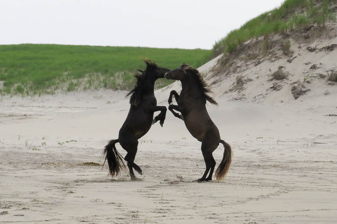 USask students Victoria Crozier (left) and Olivia Andres (right) with Dalhousie student Justine Ammendolia (middle) during their field work on Sable Island. (Photo: Submitted) 