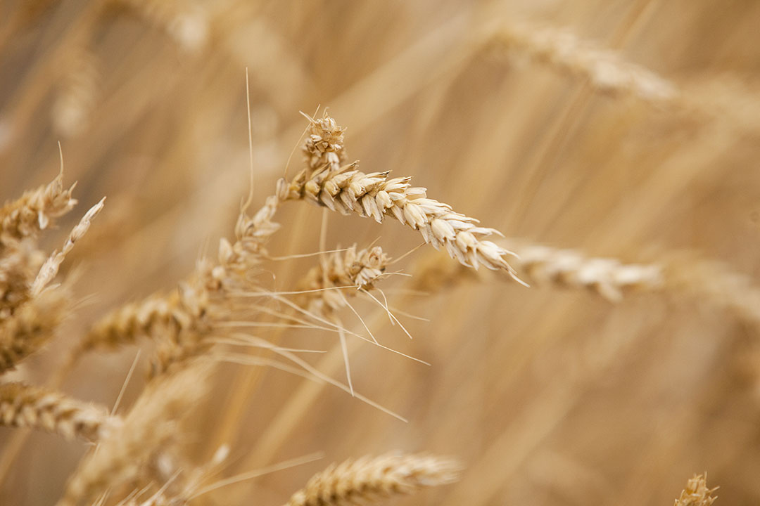 A photo close-up of wheat fields