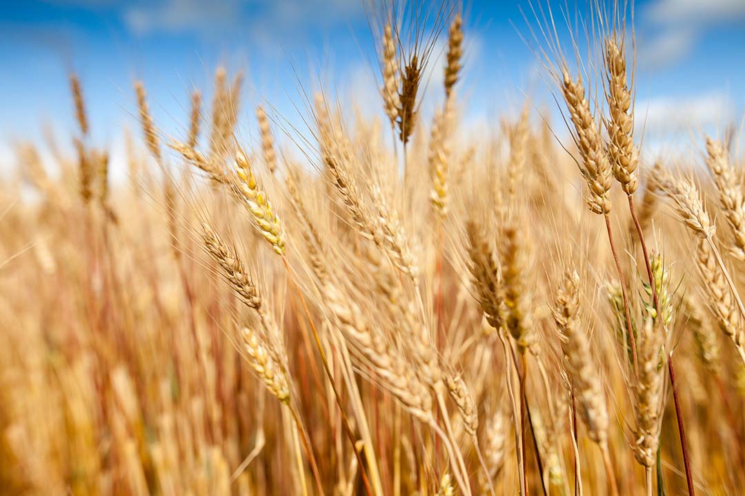 The new Introductory Agriculture certificate provides a base knowledge of agriculture in the Canadian Prairie region. (Photo: Christina Weese)